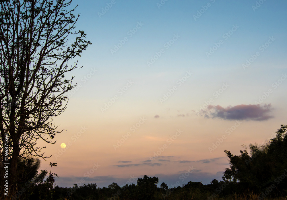 Silhouette tree and the full moon in the evening sky Silhouette tree and the full moon in the evening sky