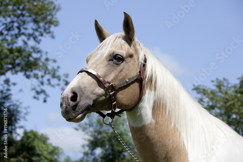 Palomino horse with halter
