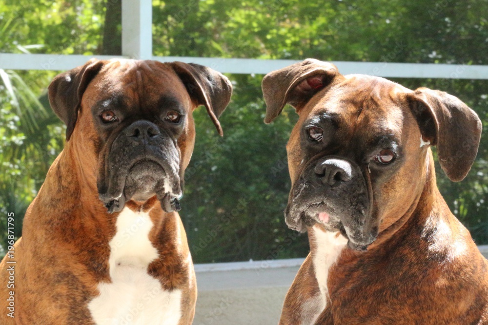 Boxer Dogs / Two Beautiful Faces 