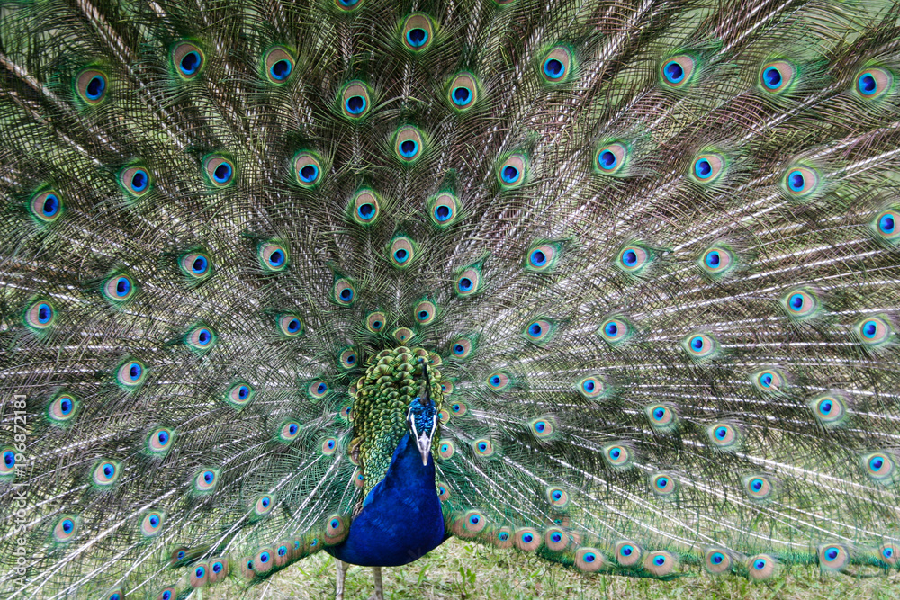Obraz premium A peacock presenting the tail