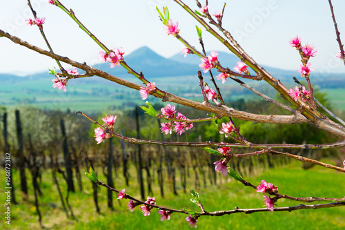 blossoming pink peach flowers branch, blur vine stocks and mountains at background photo