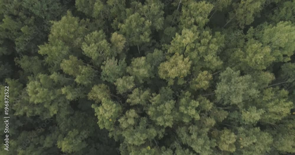 Aerial flying back top view over summer forest on a cloudy day