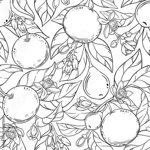 grapefruit vector pattern