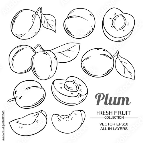 Photo plum fruits  vector set