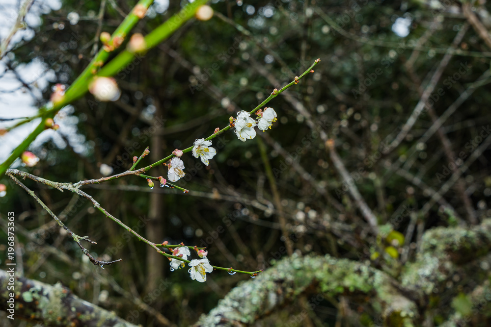 Cherry Blossom in the morning, Blooming Pink Japanese Sakura Cherry Blossom in the morning, Blooming Pink Japanese Sakura