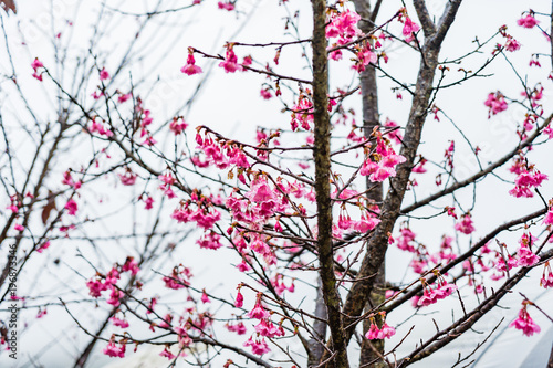 Cherry Blossom in the morning  Blooming Pink Japanese Sakura