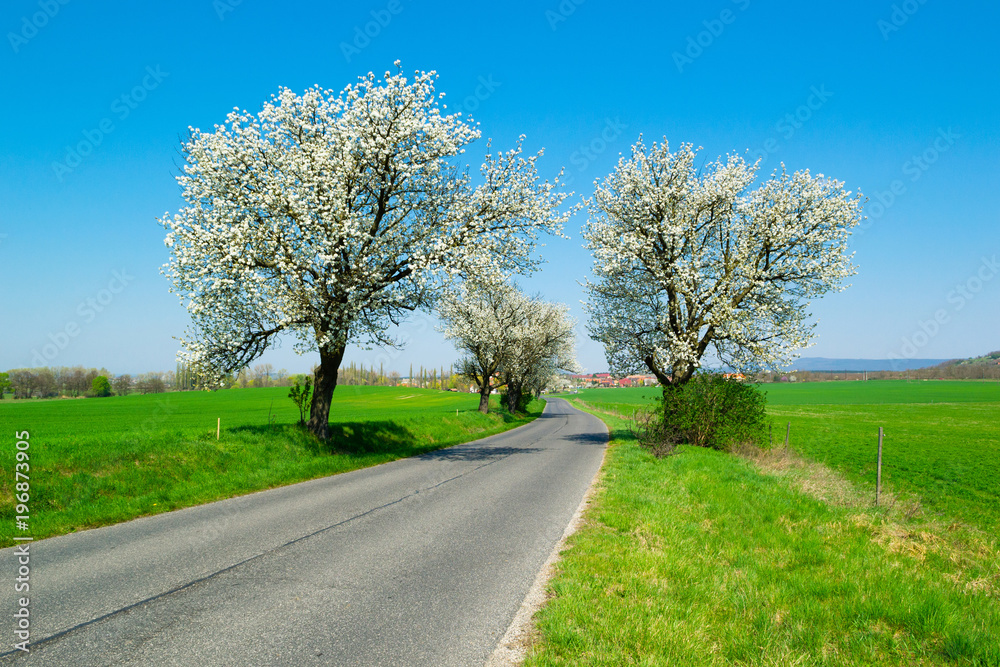 Obraz premium blossoming cherry roadside tree