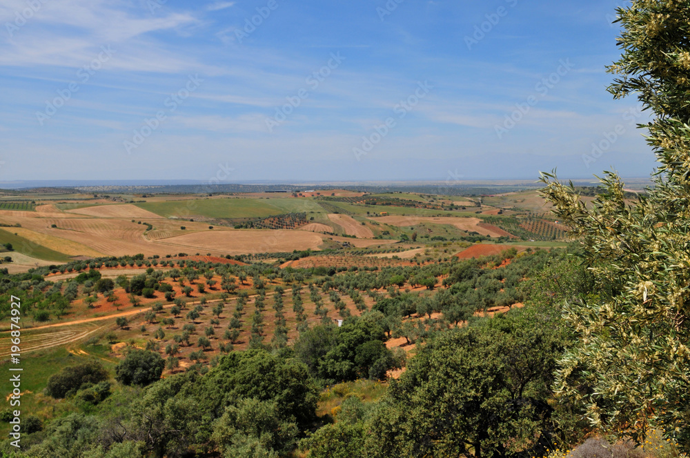 Plantation d'oliviers en Espagne