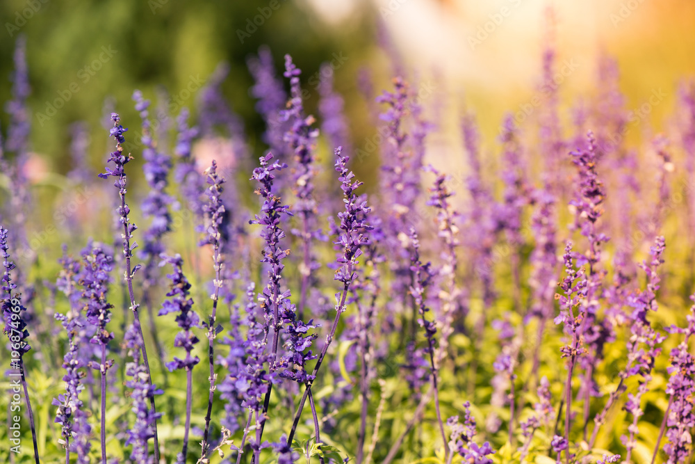 Lavenders in a warm color background 