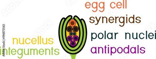 Structure of ovule of angiosperm plants with megagametophyte