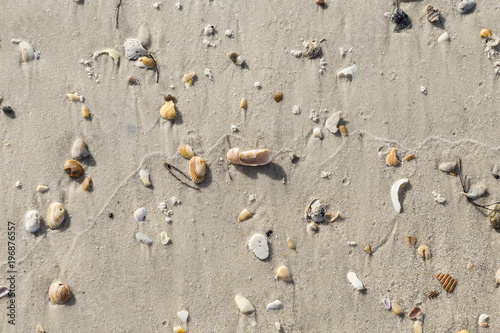 beautiful shells at the sandy beach