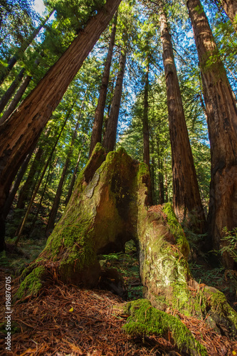 Muir woods National Monument near San Francisco in California, USA © Maygutyak