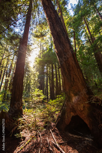 Muir woods National Monument near San Francisco in California, USA