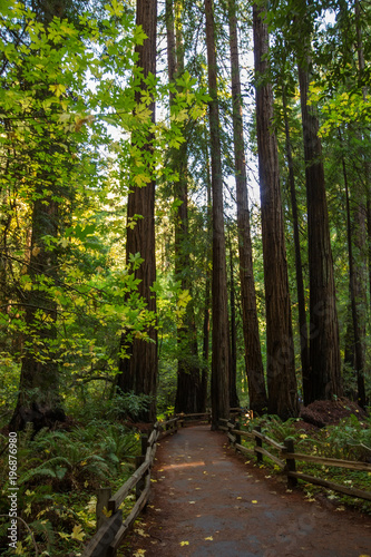 Fototapeta Naklejka Na Ścianę i Meble -  Muir woods National Monument near San Francisco in California, USA