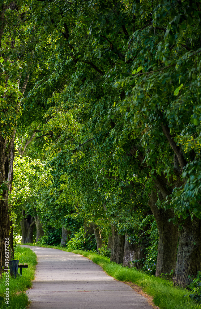 walking path under the Linden tree crowns. lovely nature background walking path under the Linden tree crowns. lovely nature background