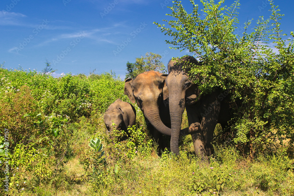 Obraz premium Family of of elephants in Yala national park
