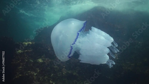 Barrel jellyfish (Rhizostoma pulmo) swims in the water column, medium shot. Black Sea. Ukraine. photo