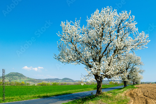 blossoming roadside cherry tree