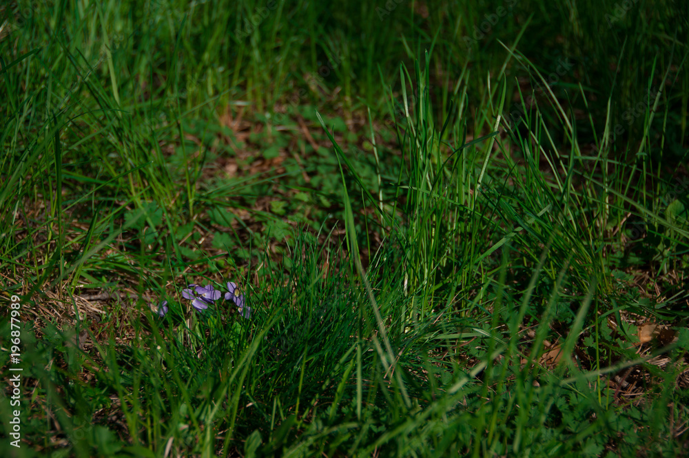 green meadow in early spring with green meadow in early spring with