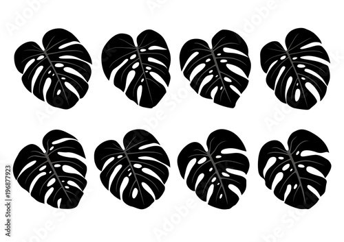 Monstera deliciosa house plant tropical leaves isolated on white background vector illustration