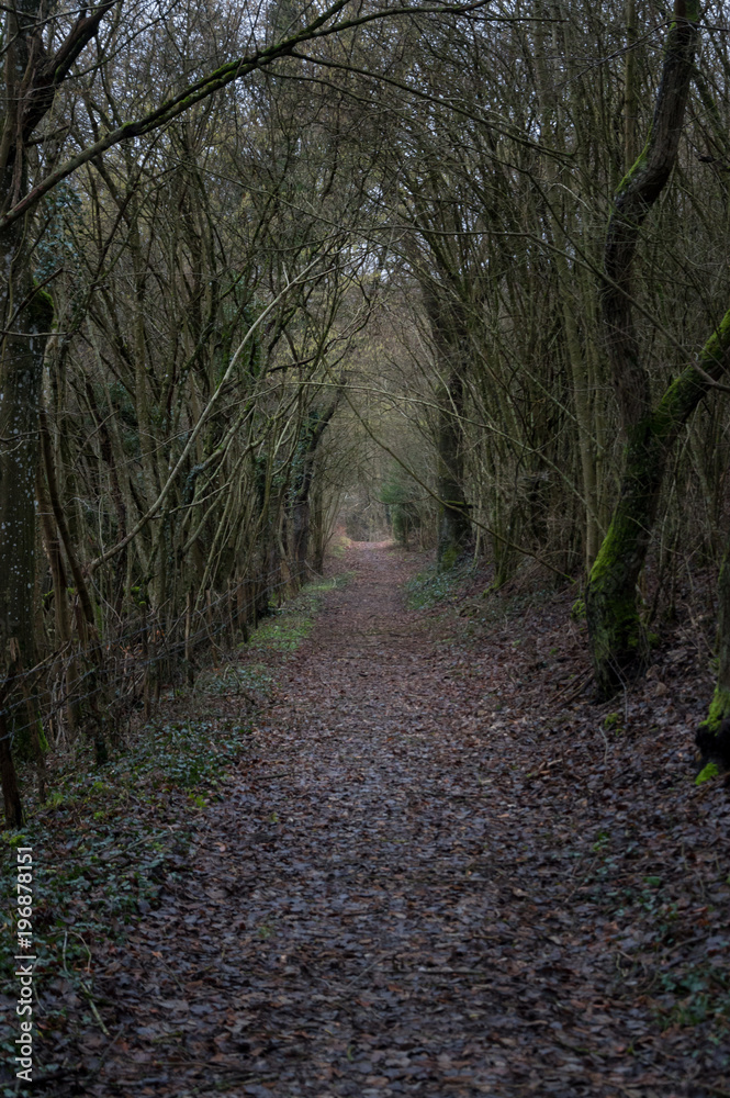bewitched path in winter forest bewitched path in winter forest