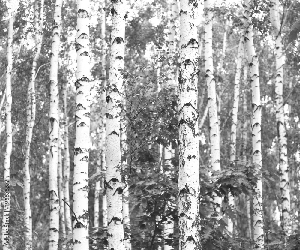 Black-and-white photo of forest landscape with birches Black-and-white photo of forest landscape with birches