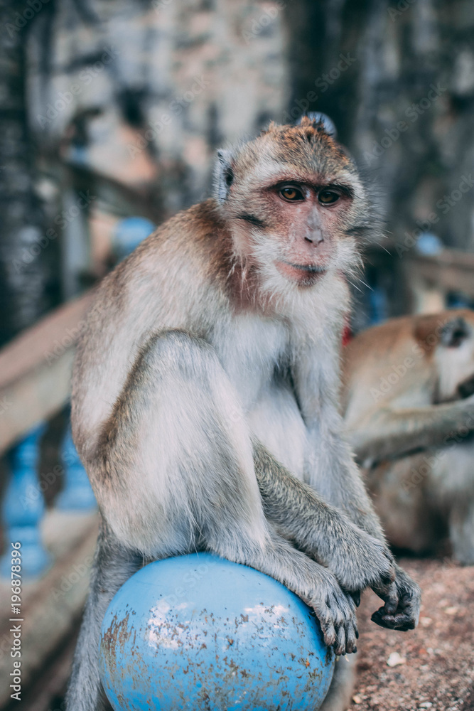 Naklejka premium Monkey at Tiger Cave Temple, Thailand