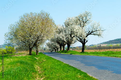 blossoming roadside cherry tree © tstock
