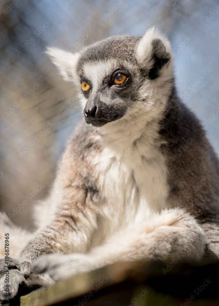 Lemur Stares While Sitting