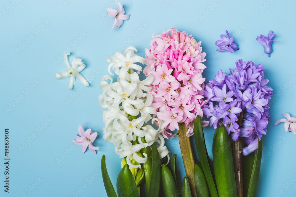 Obraz premium hree multicolored flowering hyacinth flowers on a blue background. Springtime concept