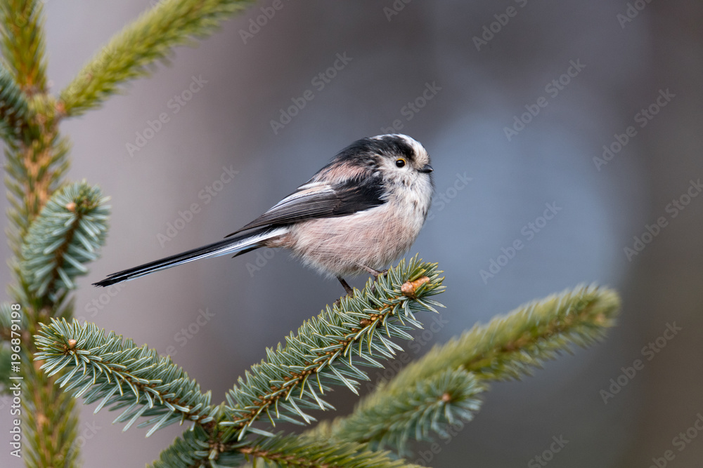 Obraz premium Long-tailed Tit (Aegithalos caudatus) perched on the branch of a pine tree