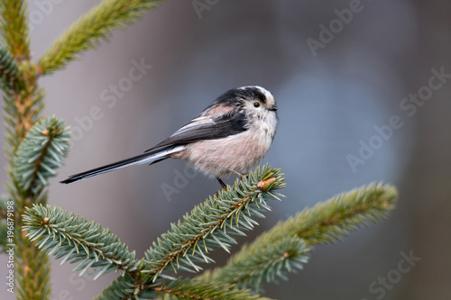 Long-tailed Tit (Aegithalos caudatus) perched on the branch of a pine tree