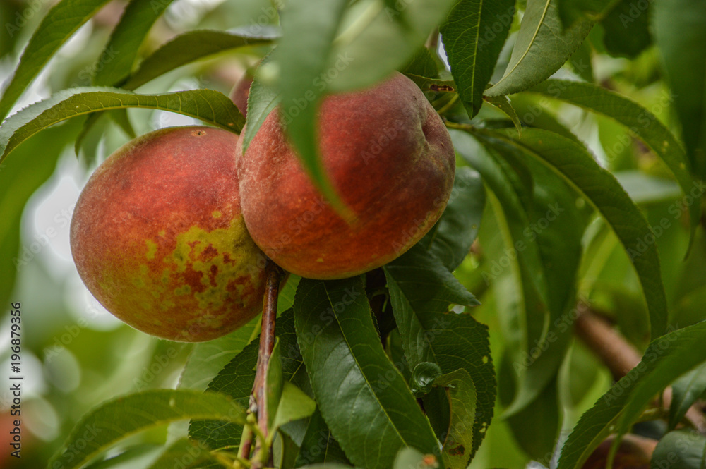 Obraz premium peach