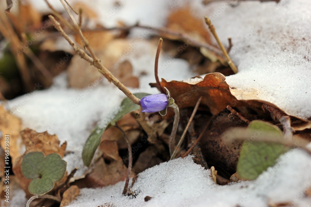Leberblümchen (Hepatica nobilis) im Schnee
Leberblümchen (Hepatica nobilis) im Schnee