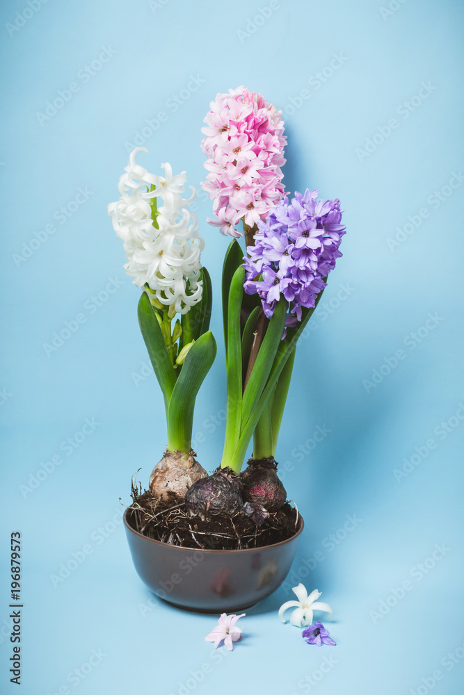 Three flowering hyacinth flowers in a bowl Three flowering hyacinth flowers in a bowl