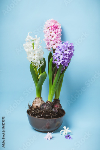Three flowering hyacinth flowers in a bowl
