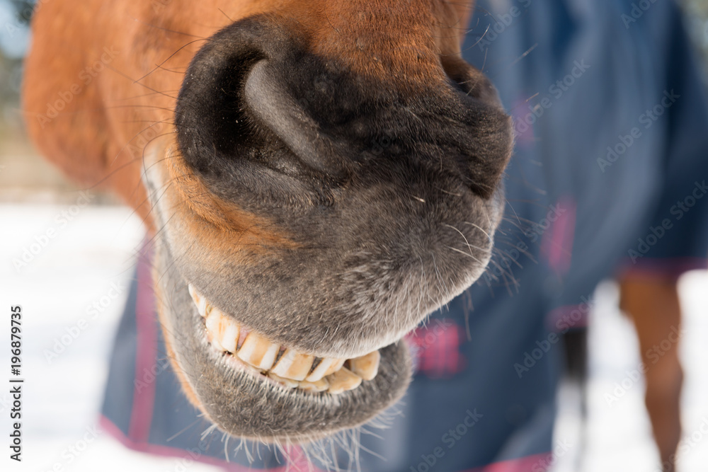 horse on a winter snowy background, closeups horse on a winter snowy background, closeups