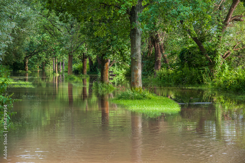 Forest under water