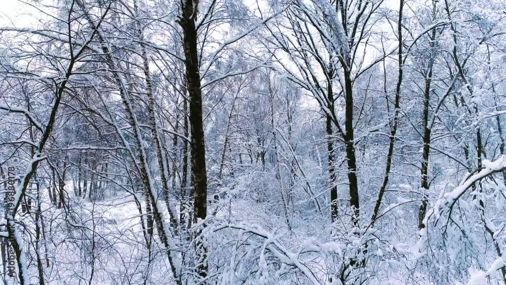 Snowy branches in forest. Winter fairy background Snowy branches in forest. Winter fairy background