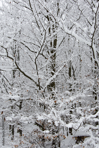 Forest covered by fresh snow on the Czech mountains, Bila, Czech Rebublic photo