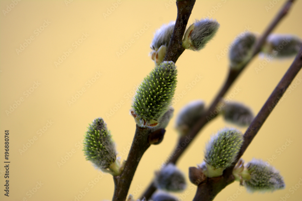 willow willow