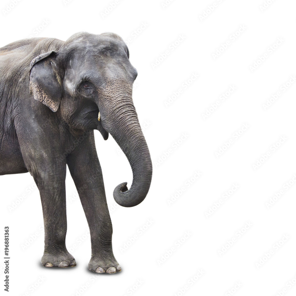 Obraz premium Portrait of african elephant isolated on white background closeup