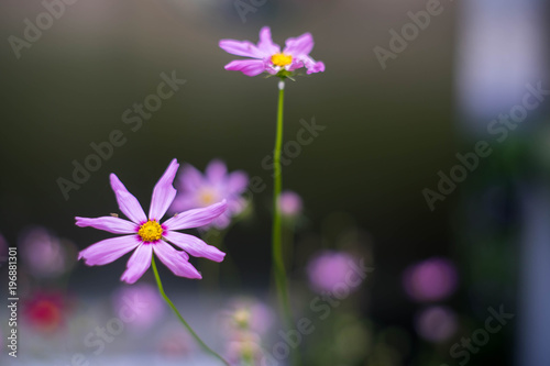 Flower in the garden