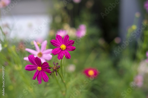 Flower in the garden
