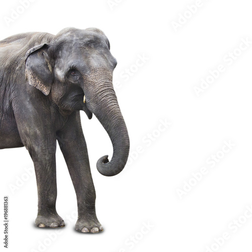 Portrait of african elephant isolated on white background closeup
