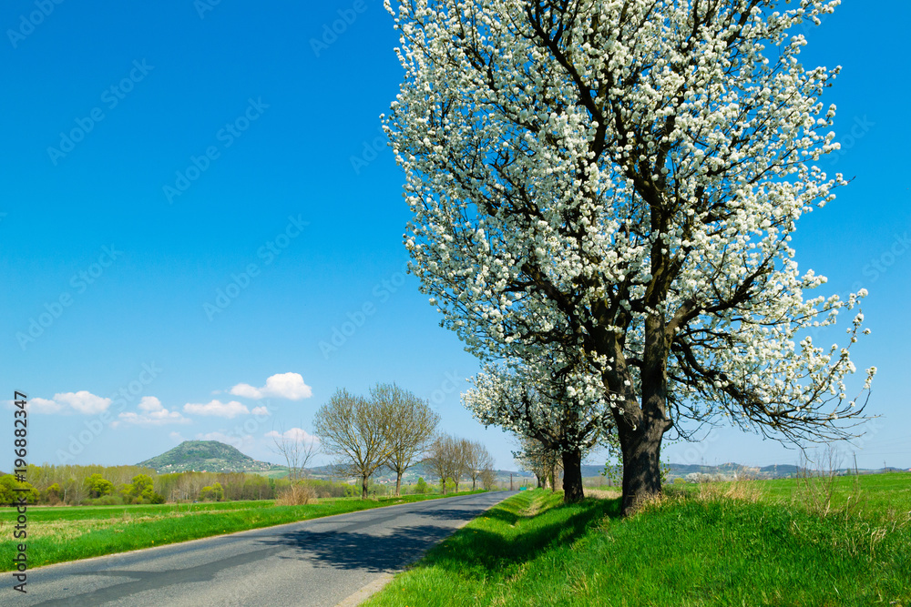 Obraz premium blossoming roadside cherry tree