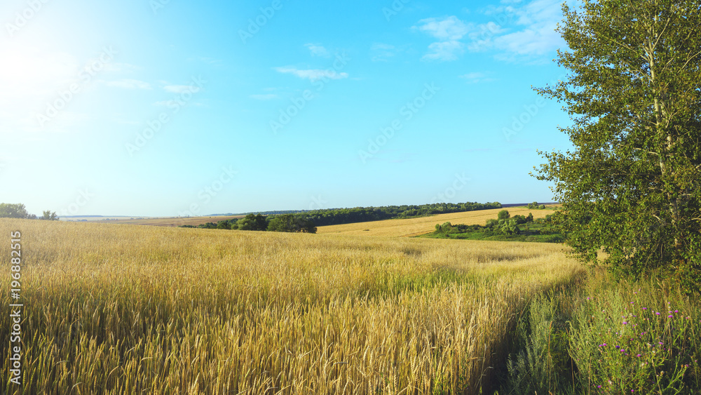 Ripe wheat growing in the agricultural field on a background of blue sky.Summer sunny landscape.Tula region,Russia. Ripe wheat growing in the agricultural field on a background of blue sky.Summer sunny landscape.Tula region,Russia.