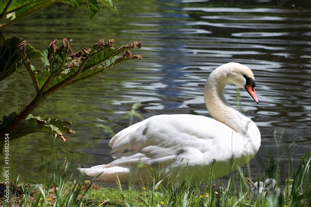Fototapeta premium White swan by the lake in a summer day
