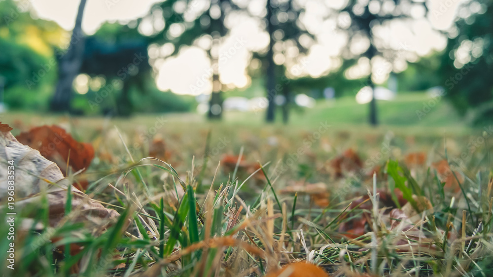 Close-up view of green and yellow grass and leaves, blured trees on the background Close-up view of green and yellow grass and leaves, blured trees on the background