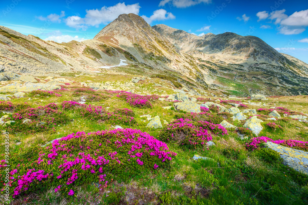Spectacular fields of rhododendron flowers in Retezat mountains, Carpathians, Romania